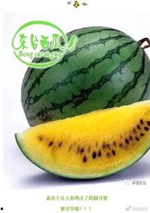 网红吃瓜视频集合,盘点热门视频背后的精彩故事