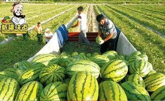 库尔勒吃瓜网红视频