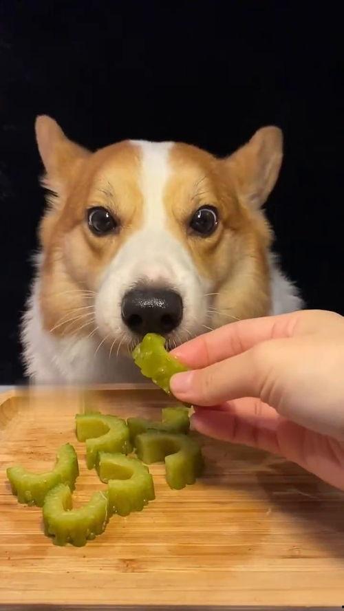 网红吃瓜狗子,揭秘娱乐圈背后的“狗仔”生活