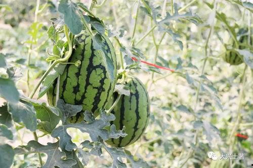 网红去法院吃瓜,揭秘网络红人司法纠纷背后的故事