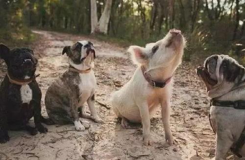 网红小狗的烦心事黑料吃瓜