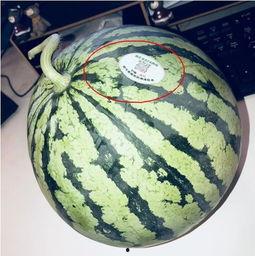 湖南网红吃瓜,揭秘网络红人的幕后故事