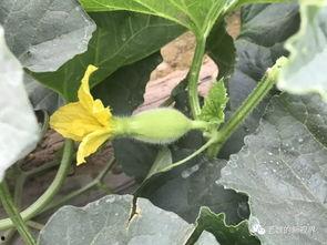 如何找到吃瓜网,轻松找到热门资讯的秘籍指南